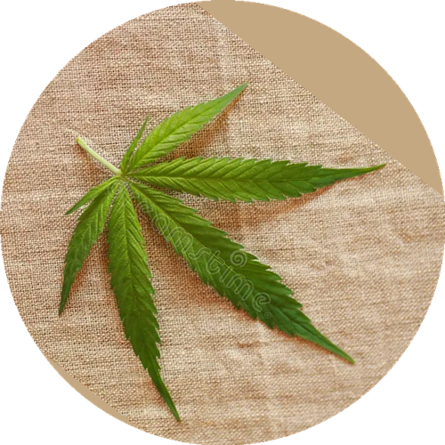 marijuana_circle.png